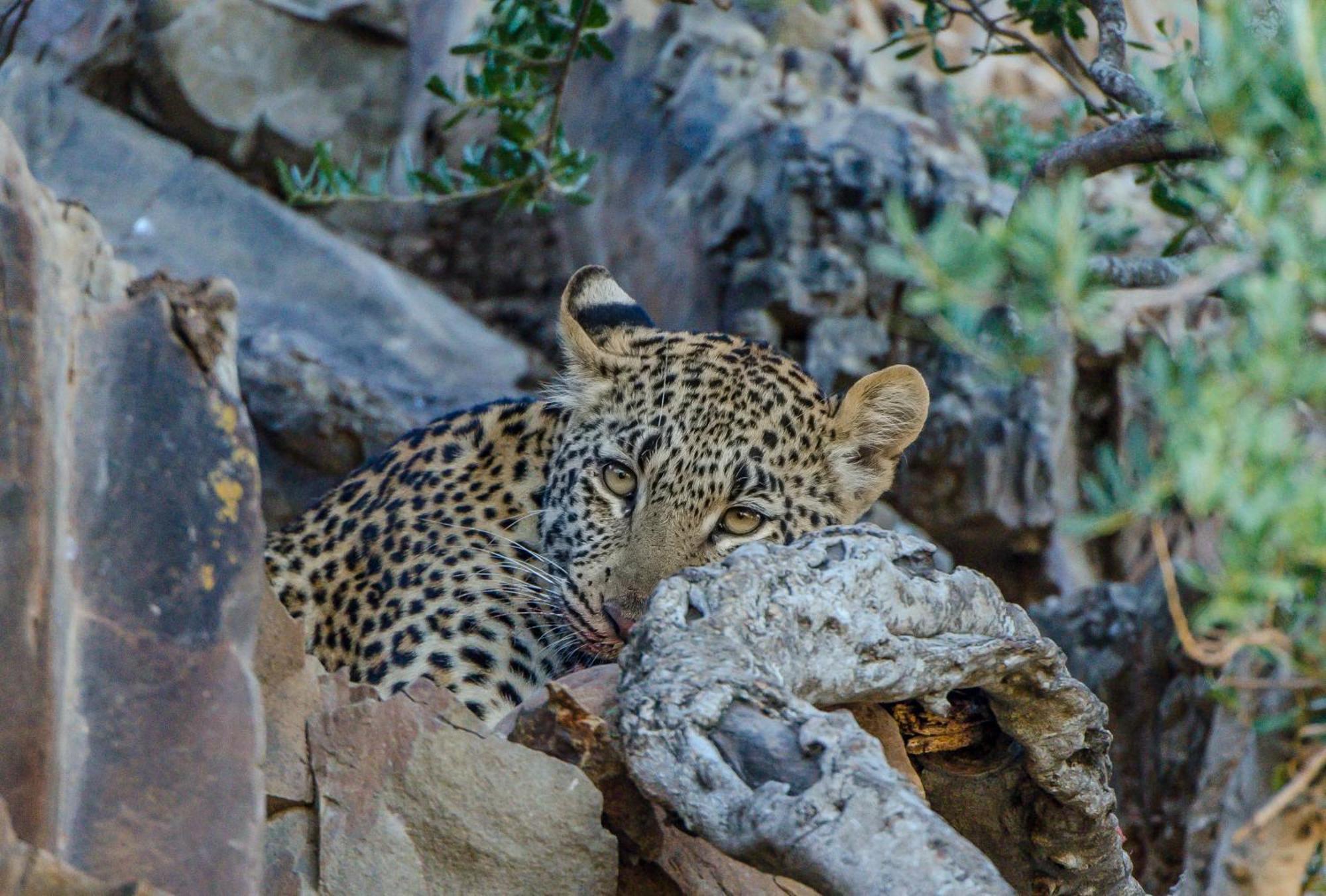 Kwandwe Private Game Reserve - Great Fish River Lodge Грейамстаун Экстерьер фото