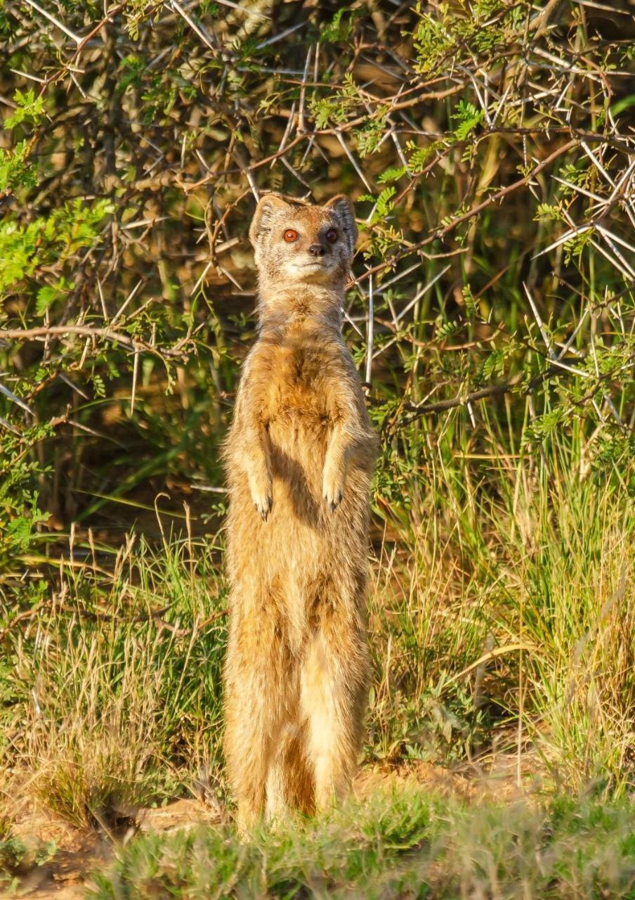 Kwandwe Private Game Reserve - Great Fish River Lodge Грейамстаун Экстерьер фото