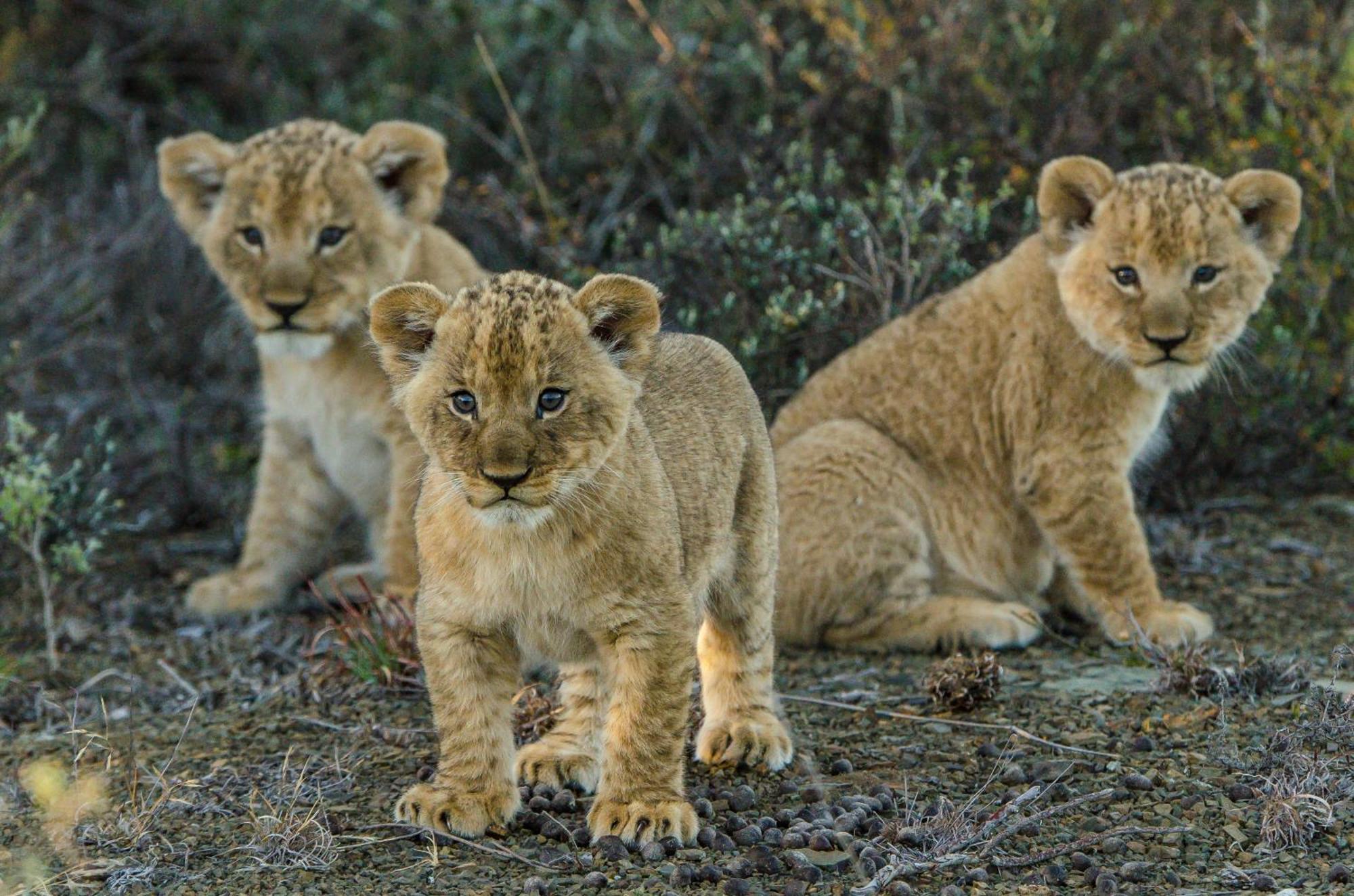 Kwandwe Private Game Reserve - Great Fish River Lodge Грейамстаун Экстерьер фото