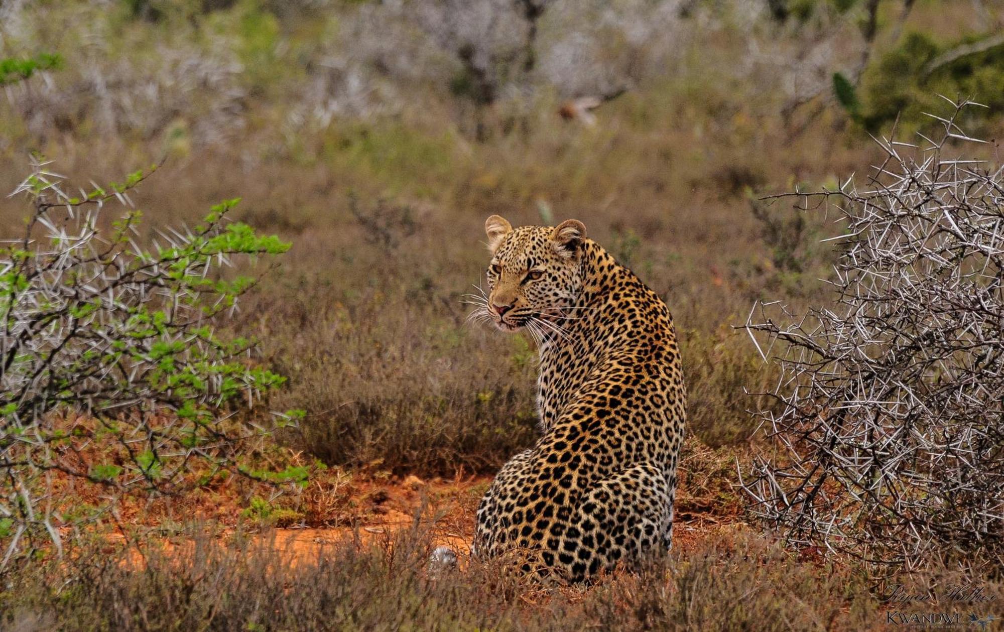Kwandwe Private Game Reserve - Great Fish River Lodge Грейамстаун Экстерьер фото