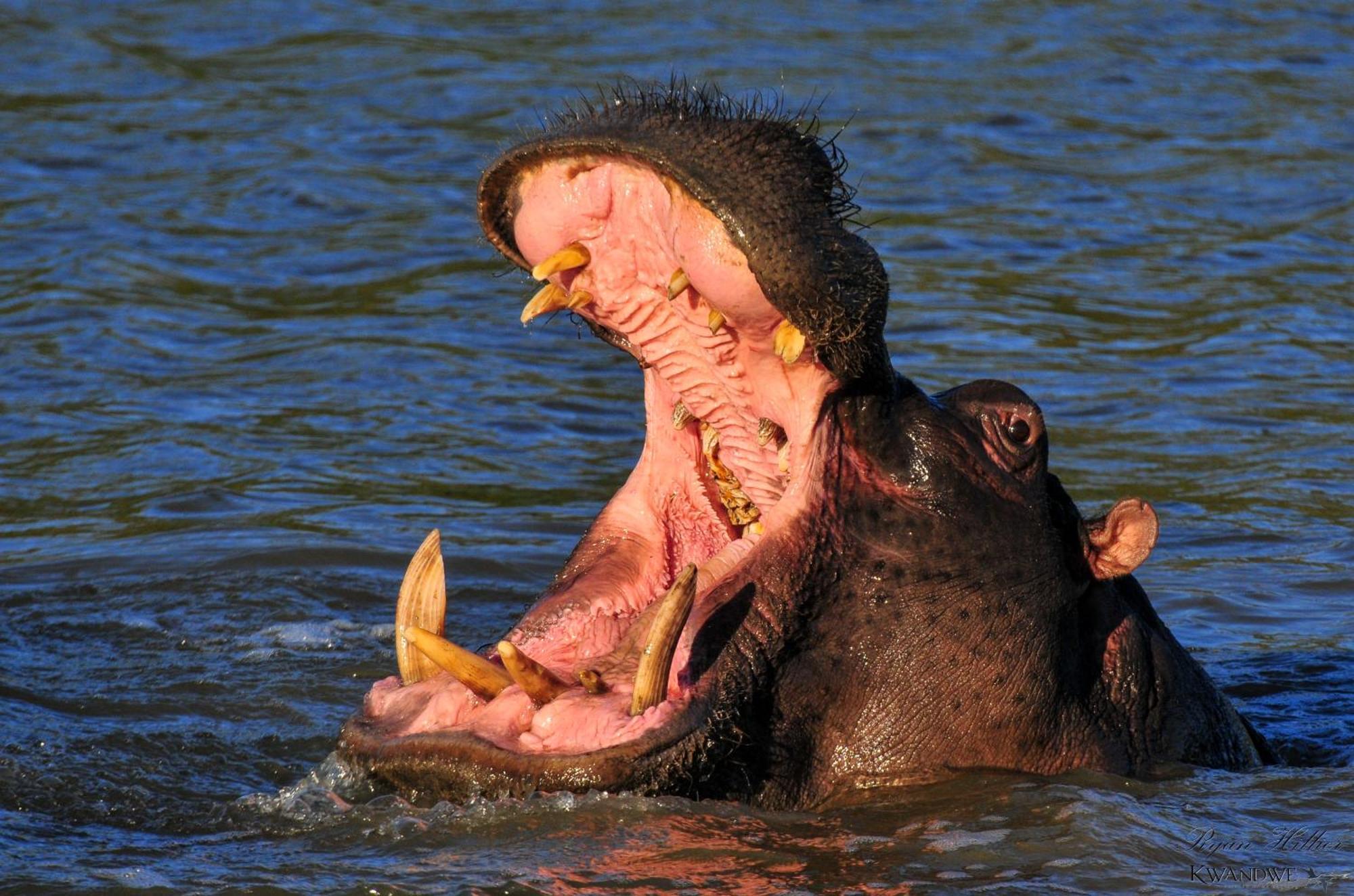 Kwandwe Private Game Reserve - Great Fish River Lodge Грейамстаун Экстерьер фото