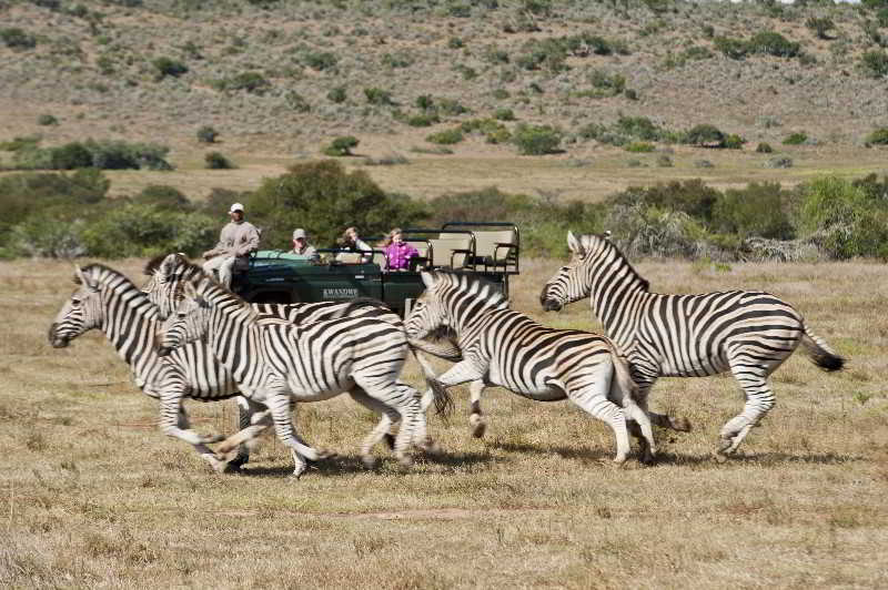 Kwandwe Private Game Reserve - Great Fish River Lodge Грейамстаун Экстерьер фото